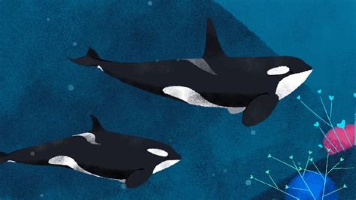 2016 Lonely Whale Fundraiser | Tony Powell