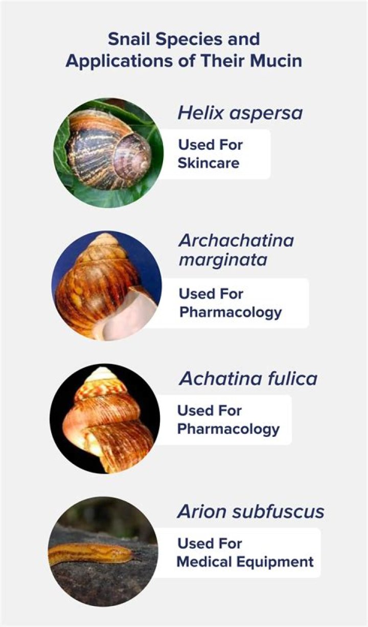 No seriously, what is snail mucin?