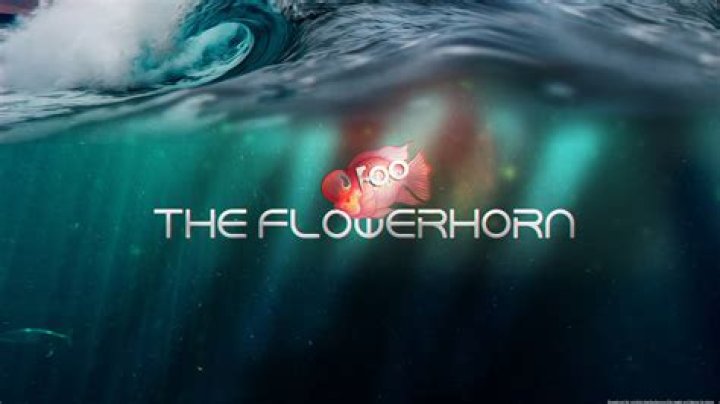 Similar Youtubers to Foo the Flowerhorn